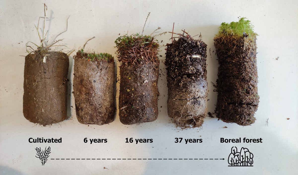 The development of a litter and humus layer on sandy #soil in regenerating #boreal #forest after clearance for agriculture (and 🔥).

Really interested to see how #organicmatter influences soil arthropod communities at #PyeCentre after seeing these cores.