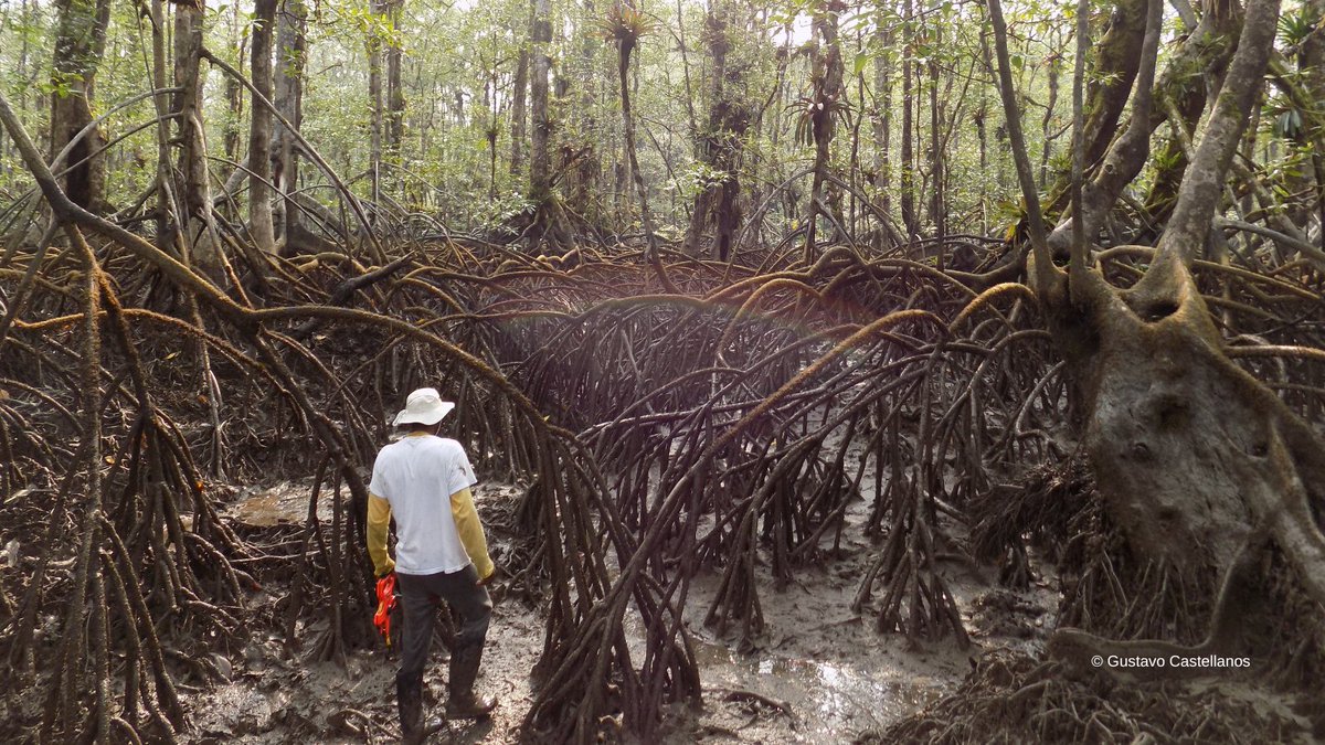 WWFColombia's tweet photo. ¡Viernes de manglares! Estos son bosques fundamentales para la vida de muchas especies🐟🦀 y comunidades🧑🏻👩🏽‍🦱🧓🏽, además, ayudan a enfrentar la crisis climática. ¿Cuáles son los retos que enfrentamos en Colombia🇨🇴 para su preservación? Abrimos hilo🧶con la respuesta de expertos⬇️ https://t.co/f4wks5MMBl
