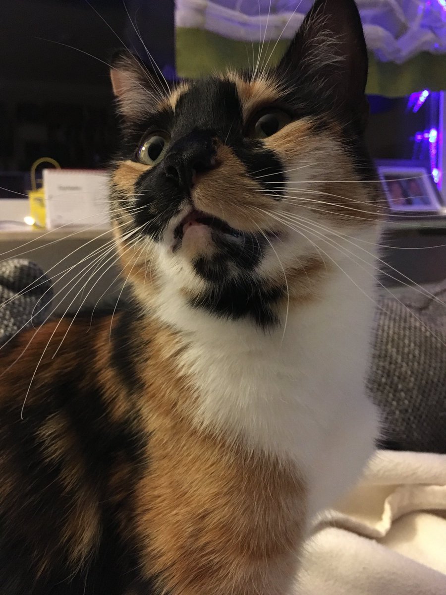 #cats #CatsOfTwitter #CatsOnTwitter #CalicoCrew