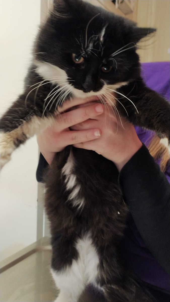 sokakcanlarim's tweet photo. Bugün Maya Veteriner Kliniğinin önüne atılmış. Smokin, 7-8 aylık. Erkek. Kısırlaştırıldı. Çok sevgi dolu. Acil yuva arıyoruz. İzmir. 0232 797 60 62 - 0(535) 046 24 96 https://t.co/lMzHFbVpOX