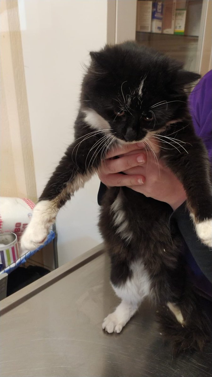 sokakcanlarim's tweet photo. Bugün Maya Veteriner Kliniğinin önüne atılmış. Smokin, 7-8 aylık. Erkek. Kısırlaştırıldı. Çok sevgi dolu. Acil yuva arıyoruz. İzmir. 0232 797 60 62 - 0(535) 046 24 96 https://t.co/lMzHFbVpOX