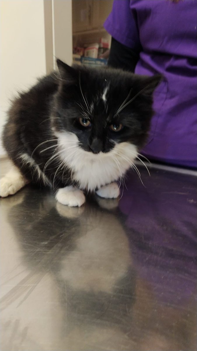 sokakcanlarim's tweet photo. Bugün Maya Veteriner Kliniğinin önüne atılmış. Smokin, 7-8 aylık. Erkek. Kısırlaştırıldı. Çok sevgi dolu. Acil yuva arıyoruz. İzmir. 0232 797 60 62 - 0(535) 046 24 96 https://t.co/lMzHFbVpOX