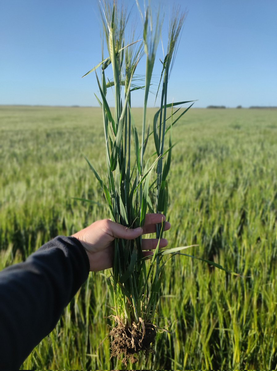 Tato Orozco tweet media