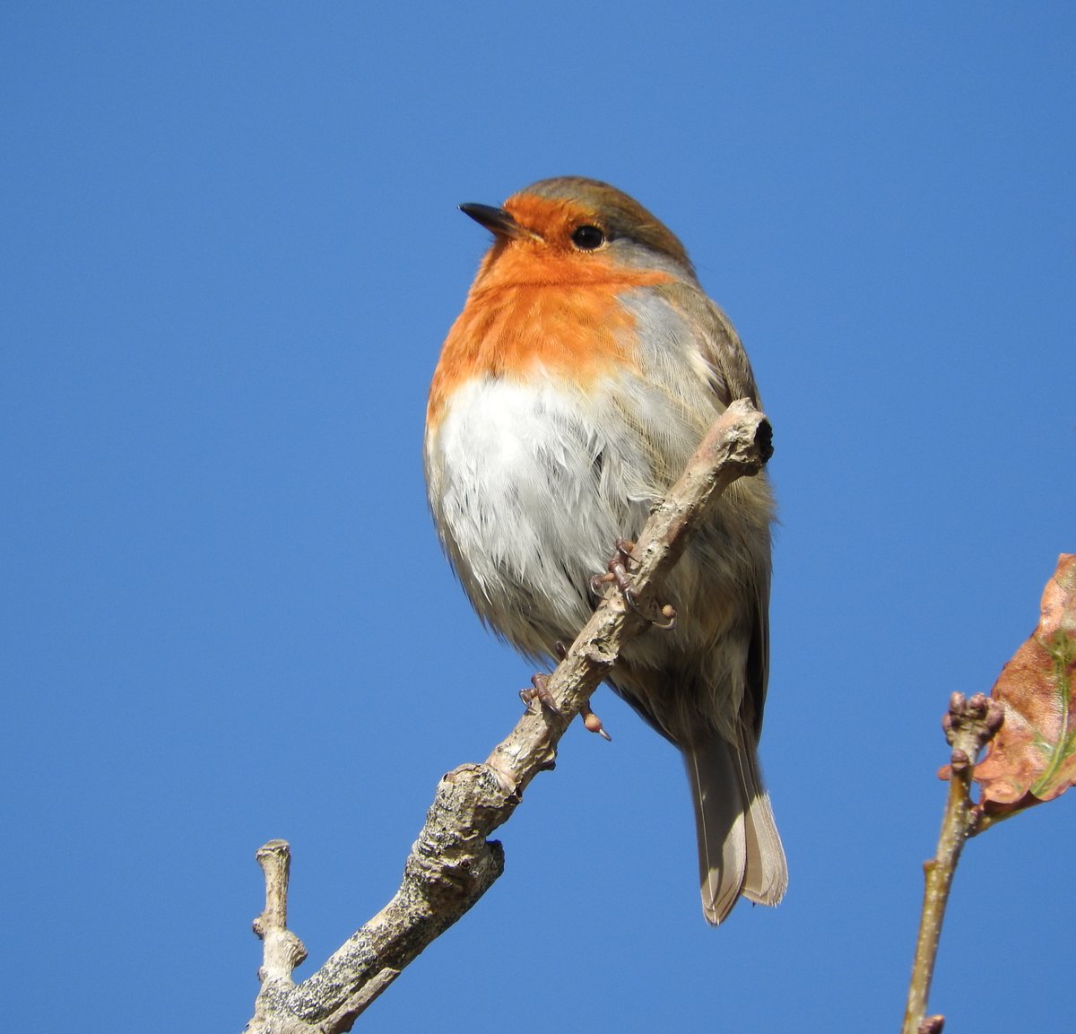 November Robin.