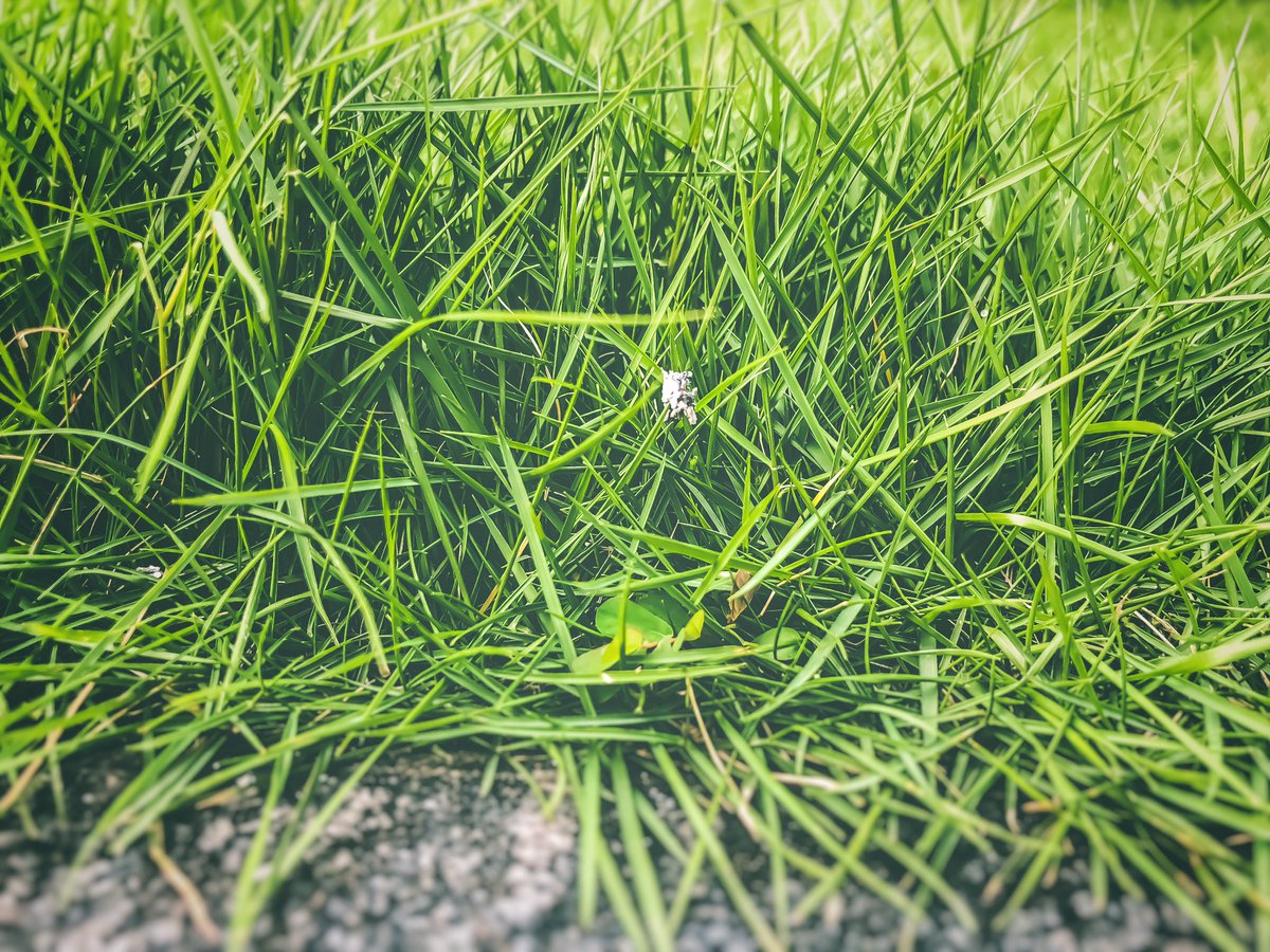 sattaiyer's tweet photo. #Grash 
तुम्हारे सीने से उठता धुआँ
हमारे दिल से गुज़र रहा है

#NaturePhotography #grass #ash #nft #opensea #abstractphotography https://t.co/uubi6AS7u0