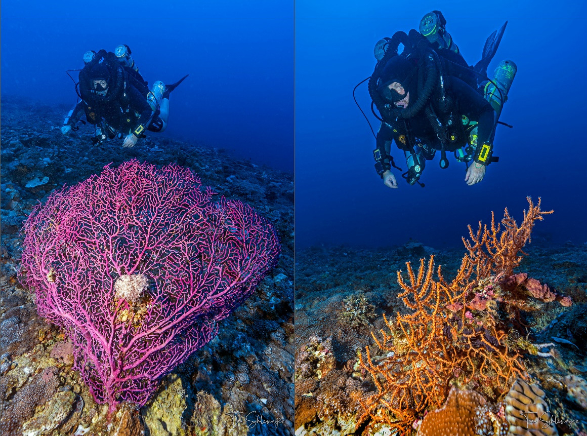 Bulletin ESA (@esabulletin) on Twitter photo From the Photo Gallery:
A recent <a href="/ESAEcology/">Ecology</a> study goes deep to examine deepwater #coral reproduction in the Red Sea
See more photos: doi.org/10.1002/bes2.2…
Read the study: doi.org/10.1002/ecy.37…
<a href="/Ronen_Liberman/">Ronen Liberman</a> <a href="/TomShlesinger/">Tom Shlesinger</a> From the Photo Gallery:
A recent <a href="/ESAEcology/">Ecology</a> study goes deep to examine deepwater #coral reproduction in the Red Sea
See more photos: doi.org/10.1002/bes2.2…
Read the study: doi.org/10.1002/ecy.37…
<a href="/Ronen_Liberman/">Ronen Liberman</a> <a href="/TomShlesinger/">Tom Shlesinger</a>
