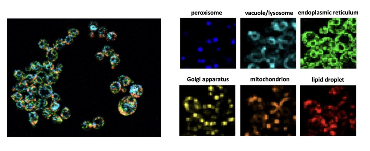 Shankar Mukherji tweet media