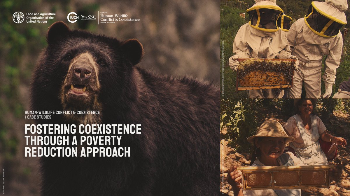 hwctf's tweet photo. 🚨New Case Study
In Bolivia, the Andean Bears and People Project aimed to improve the well-being of communities and the populations of Andean bears by linking poverty reduction and biodiversity conservation. Read more about the process taken here:
https://t.co/ETmoJAYmLe https://t.co/mLQVGVzbAr