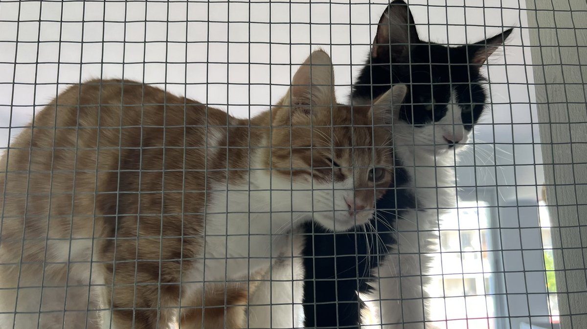 Charlie_cat000's tweet photo. Cats in quarantine before re homed at #copscats #cyprus they do a great job with the stray cats 😻😻😻😻😻😻😻😻😻😻😻 https://t.co/UTerxFGXo7