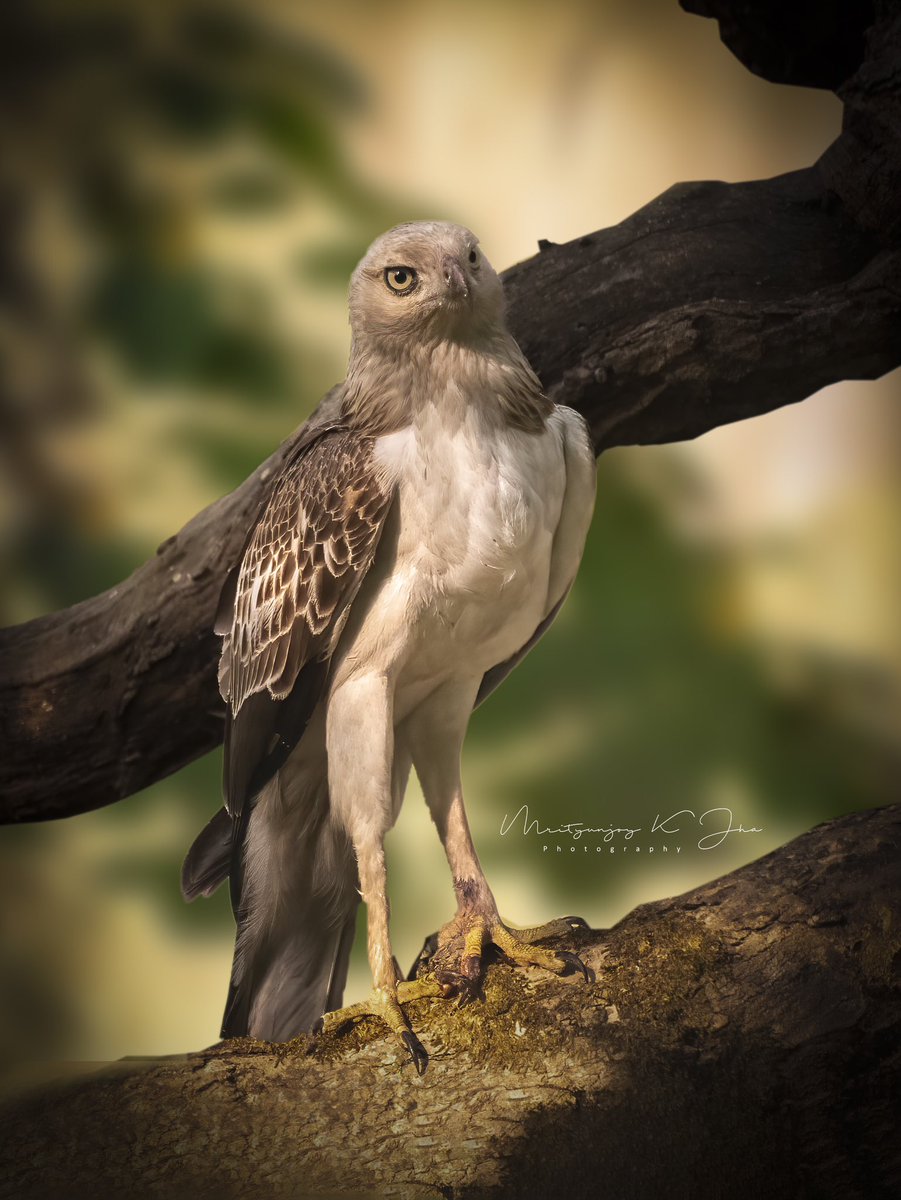 Mrityunjoykjha's tweet photo. Portrait of a lean but “handsome” assassin - Changeable hawk eagle #raptorsofIndia #wildlifephotography #TwitterNaturePhotography #BirdsOfPrey @IndiAves https://t.co/55J8bLRAjN