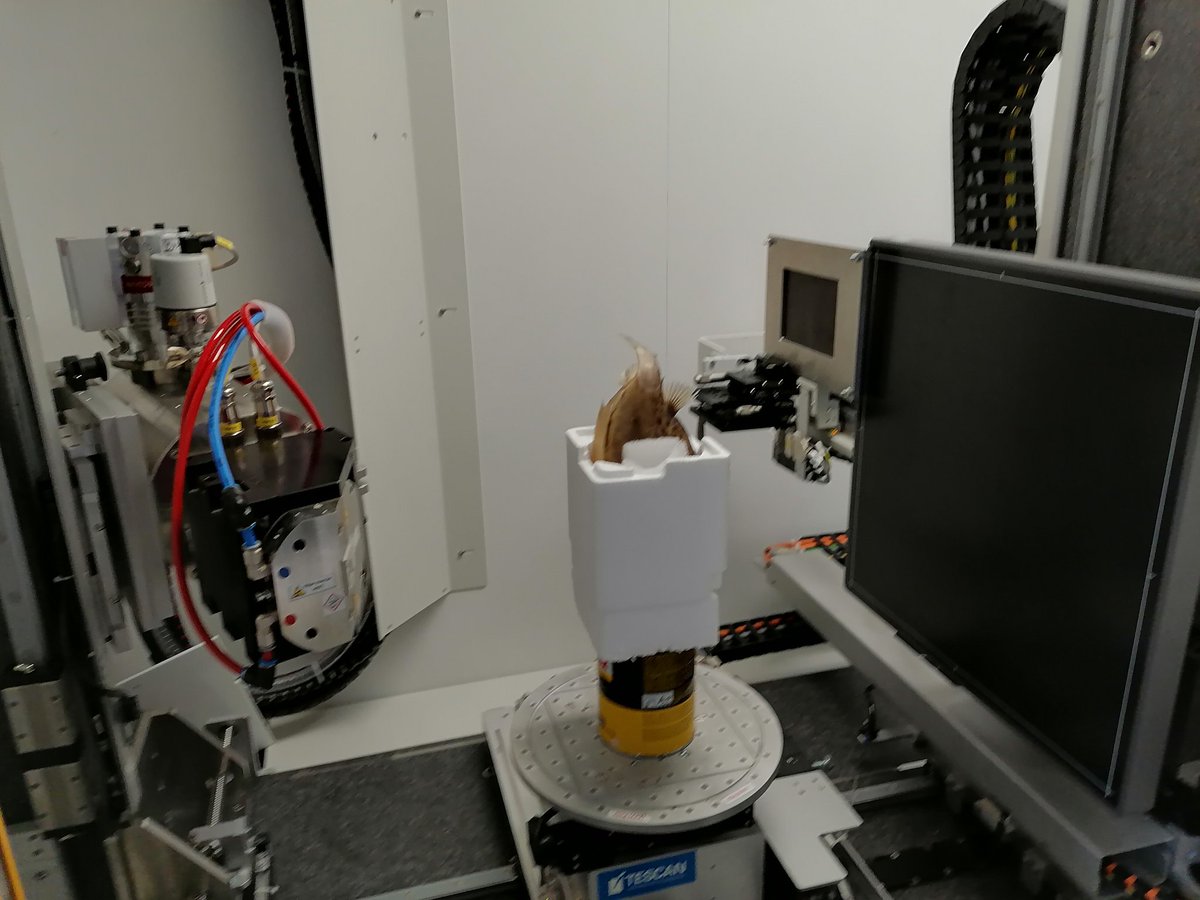 RaickXavier's tweet photo. Amazing day at @dynxlab @UAntwerpen scanning fish and sharks. Thanks Falk Mielke and Joaquim Santorum! #xrays #CTscan https://t.co/5OUsngxpaI