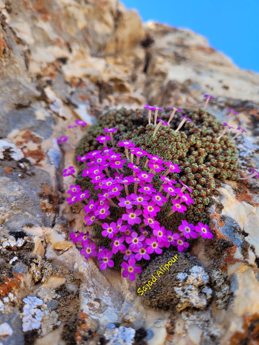 SajadAlipour98's tweet photo. Dionysia janthina
Primulaceae
Fars province, Iran
Altitude:2300m
#Dionysia #Primulaceae #wildflower #gardening #alpineplant #rockgarden #botany #ecology #biology #NaturePhotography #RareBeauty #amazing #unbelievable #sajadalipour https://t.co/pXmjVGu5KY