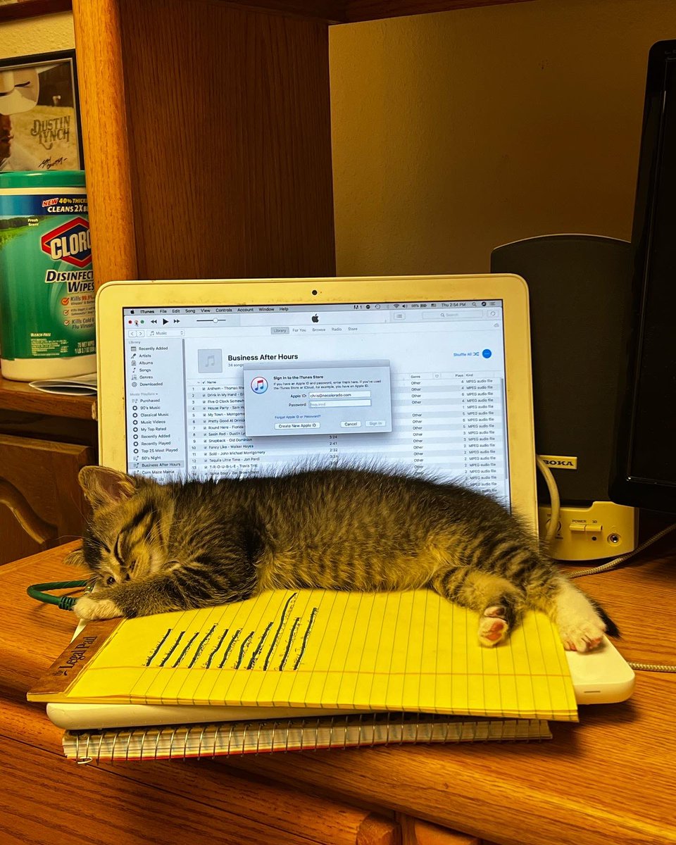 Who knew a tiny fur-ball could sum up my workday so perfectly… Pretend to work a little, get tired, fall asleep at my computer. Nailed it.