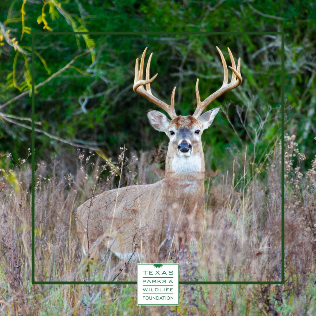 TPWFoundation's tweet photo. Tomorrow is the DAY! White-tail season opens in Texas tomorrow and we are so excited! Who's heading out to their favorite spot tomorrow morning? Let us know in the comments here!
#WeWillNotBeTamed #LiveAmongtheWild #JointheWildLife #TexasParksandWildlife https://t.co/PrjyTAjqCV