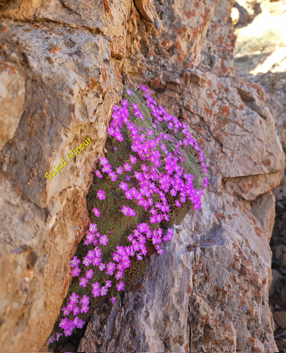 SajadAlipour98's tweet photo. Dionysia janthina
Primulaceae
Fars province, Iran
Altitude:2300m
#Dionysia #Primulaceae #wildflower #gardening #alpineplant #rockgarden #botany #ecology #biology #NaturePhotography #RareBeauty #amazing #unbelievable #sajadalipour https://t.co/pXmjVGu5KY