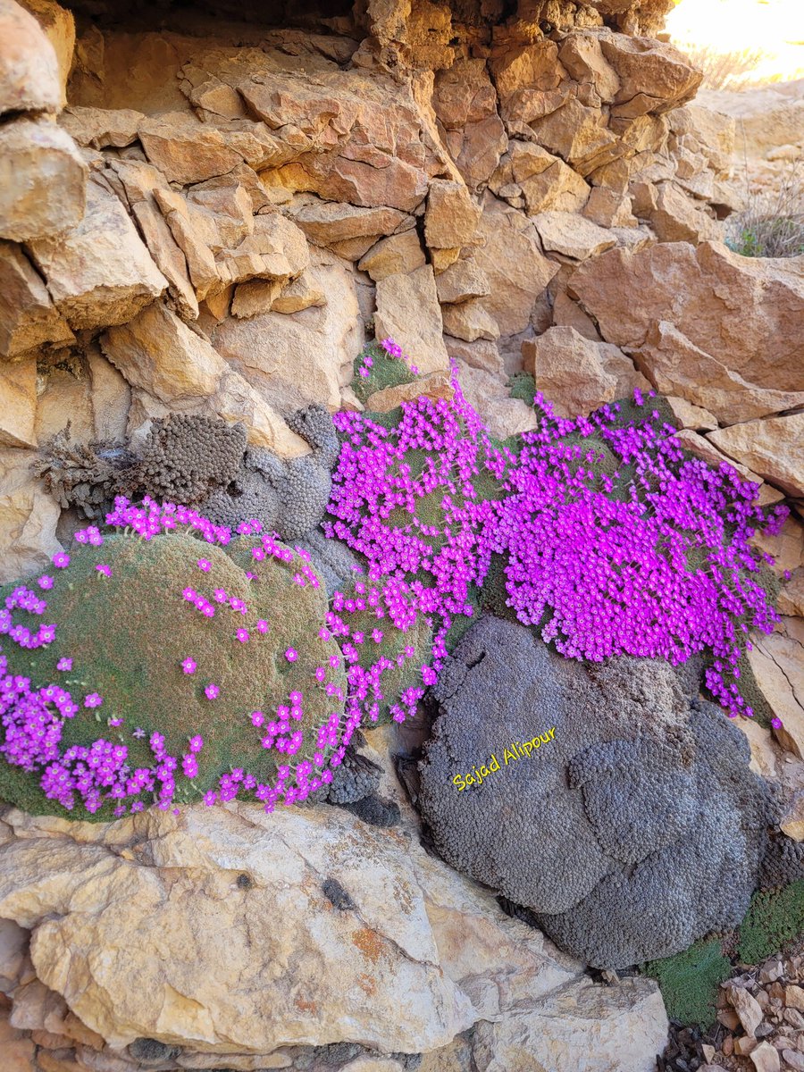 SajadAlipour98's tweet photo. Dionysia janthina
Primulaceae
Fars province, Iran
Altitude:2300m
#Dionysia #Primulaceae #wildflower #gardening #alpineplant #rockgarden #botany #ecology #biology #NaturePhotography #RareBeauty #amazing #unbelievable #sajadalipour https://t.co/pXmjVGu5KY