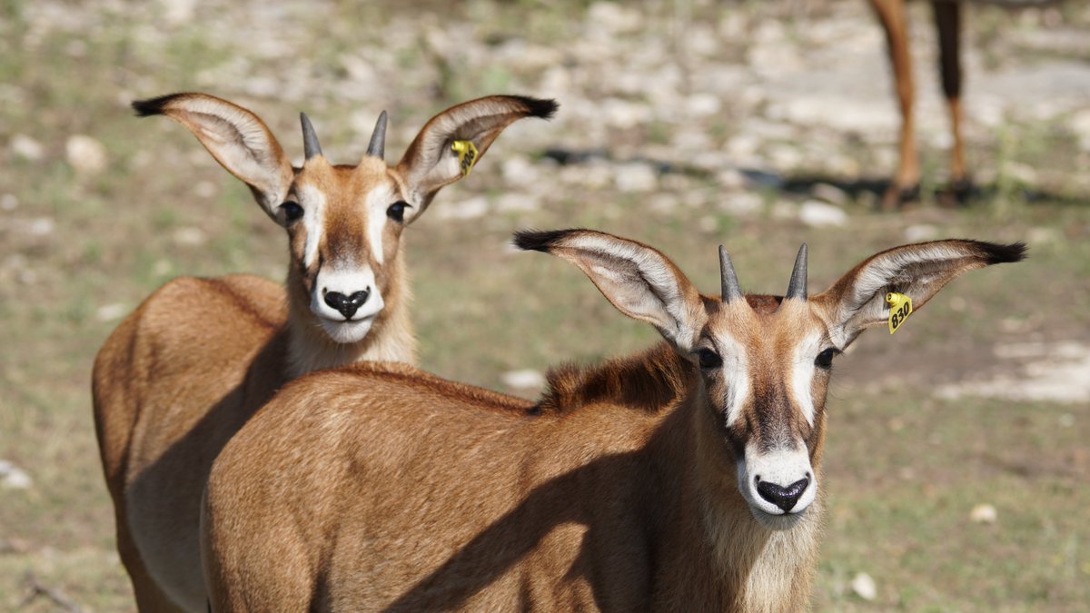 Roan antelope have a female-dominant hierarchy, even when a male is present. The oldest females have the highest rank, and all female calves born to a herd will usually stay with that herd for life! These little ladies have already mastered their power stance 😎