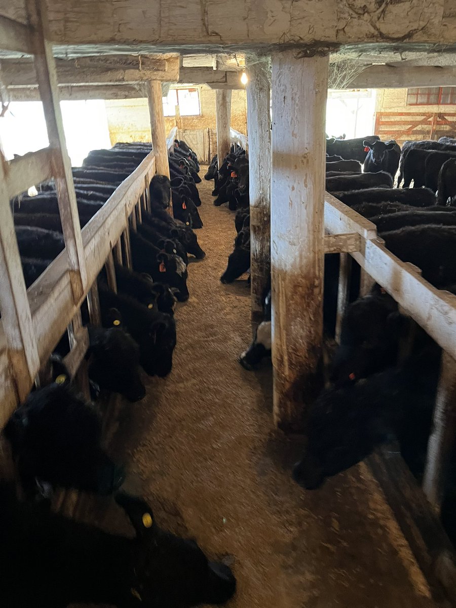 wolfe2099's tweet photo. New calves here almost a month. Off to a great start.  @56cowman @Jones_Feed https://t.co/gFLU74PzaM