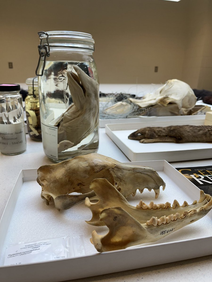 ‘The world needs science and science needs women’ 🧬🔬⚗️ 
An inspirational morning with the <a href="/LOrealUSA/">L'Oréal USA</a> For #Women in #Science award winners <a href="/NMNH/">Smithsonian NMNH</a> followed by a mammals tour &amp; talk by <a href="/treeshrew13/">melissa hawkins</a> 🦇 We focused on human interactions with wildlife 🐋🐿 <a href="/AlexaWimberly/">Alexa Wimberly</a> #womeninstem