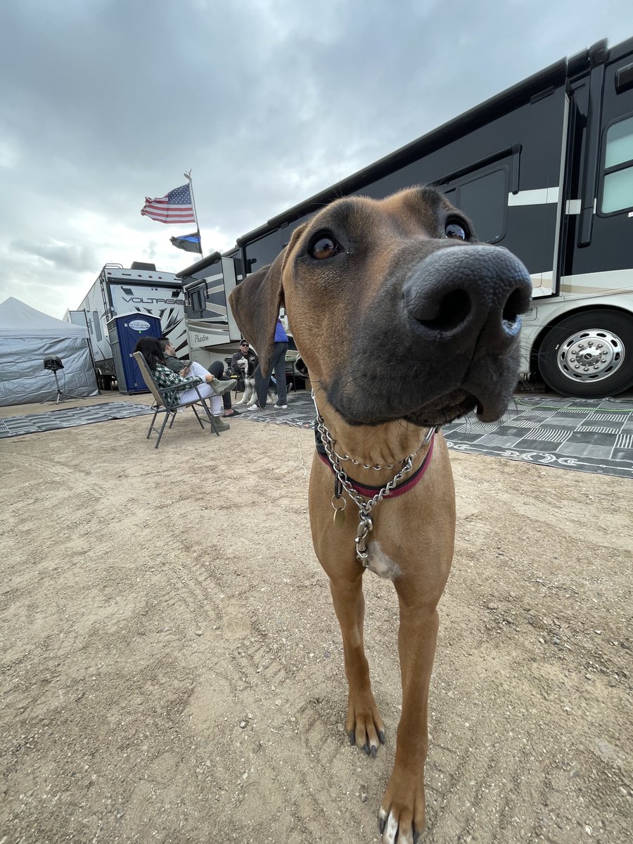 CampingWorld's tweet photo. Made some friends at the campground... are you even surprised they're dogs? #CampingWorldTrucks https://t.co/jsYOyvaxCG
