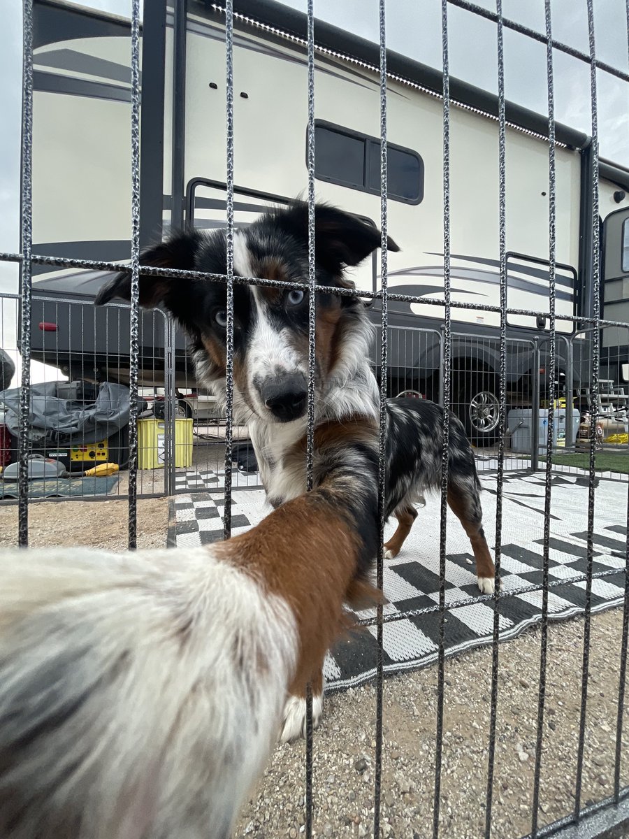 CampingWorld's tweet photo. Made some friends at the campground... are you even surprised they're dogs? #CampingWorldTrucks https://t.co/jsYOyvaxCG