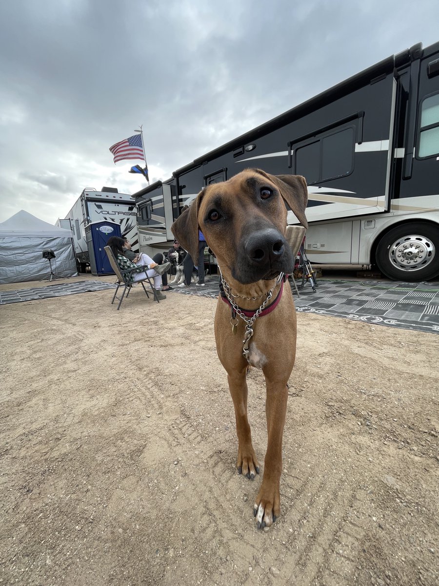CampingWorld's tweet photo. Made some friends at the campground... are you even surprised they're dogs? #CampingWorldTrucks https://t.co/jsYOyvaxCG