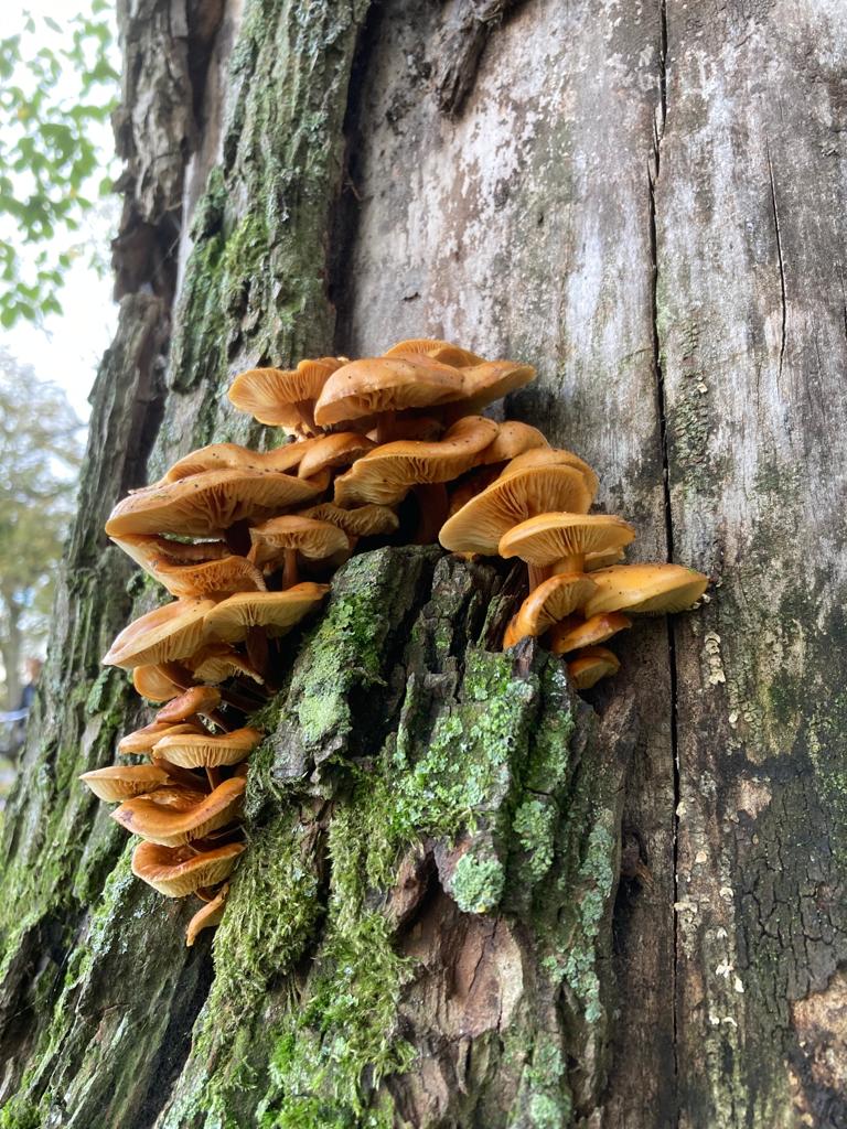 Een bosje #fluweelpootjes :-)