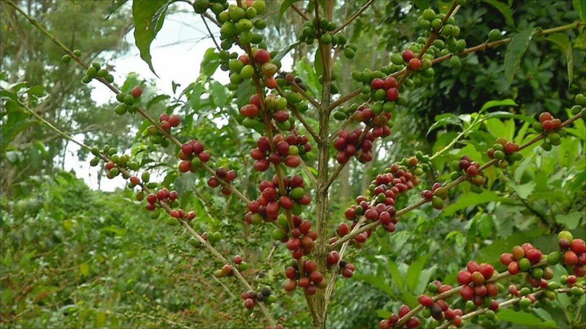 ShimelisAbdisa's tweet photo. The Future of Ethiopia: increasing export 
With our new coffee initiative we planted  over 4.1 billion best coffee seedlings in the last 4 years. The yield is increasing every year and this year we are expecting over 1 million ton. 
Ethiopian prosperity is inexorable!!
Thank God! https://t.co/lq6wsBulWS