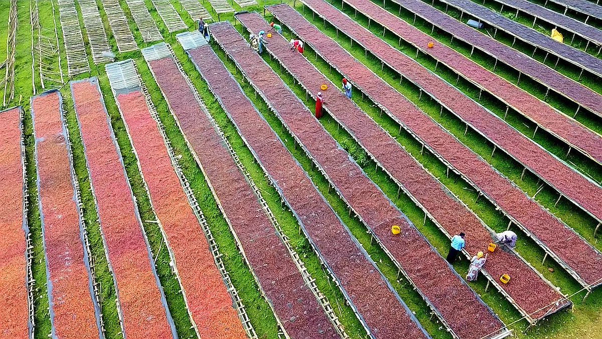 ShimelisAbdisa's tweet photo. The Future of Ethiopia: increasing export 
With our new coffee initiative we planted  over 4.1 billion best coffee seedlings in the last 4 years. The yield is increasing every year and this year we are expecting over 1 million ton. 
Ethiopian prosperity is inexorable!!
Thank God! https://t.co/lq6wsBulWS