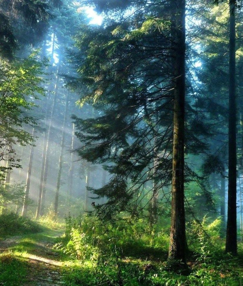 " Morning sunrays on the forest path "