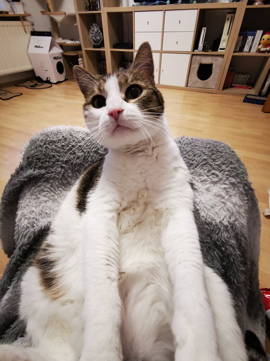 AyuKonton's tweet photo. Er ist und bleibt einfach ein Baby - mein Baby Boy ♥️ https://t.co/YrHT8XED9W