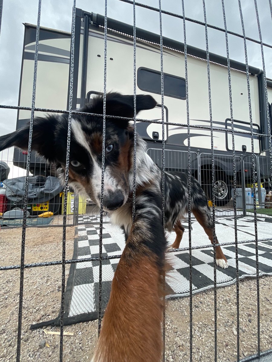CampingWorld's tweet photo. Made some friends at the campground... are you even surprised they're dogs? #CampingWorldTrucks https://t.co/jsYOyvaxCG