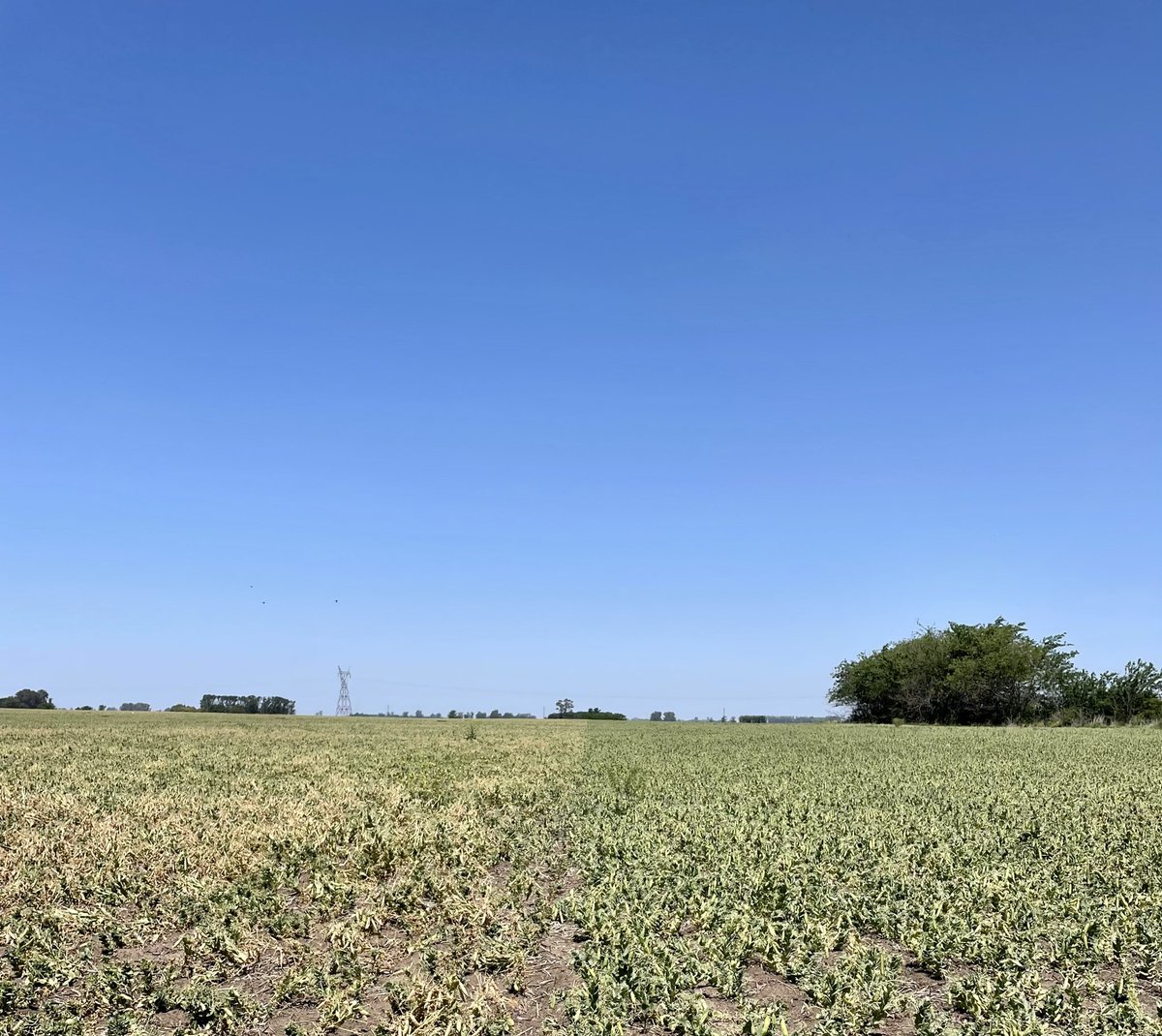 PiperEduardo's tweet photo. Seguimos recorriendo ensayos en arveja.
Nuevamente un marcado efecto visual de nuestro bioestimulante POWERFOIL
Mitiga efecto de las heladas, mantiene turgente las células, mantiene activa la actividad fotosintética.
#arveja #bioestimulante #powerfoil @ALZ_Agro #organico https://t.co/4QUDYLXk10