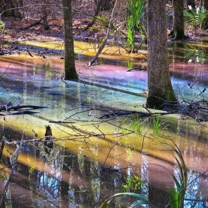 weird_sci's tweet photo. There are rainbow swamps in Florida.

In autumn, leaves and cypress cones fall into swamp water, releasing tannic acid as they decompose. On cool, still days when sunlight hits the acid floating on the surface just right, rainbow waters appear. https://t.co/LgRZcHgrr0