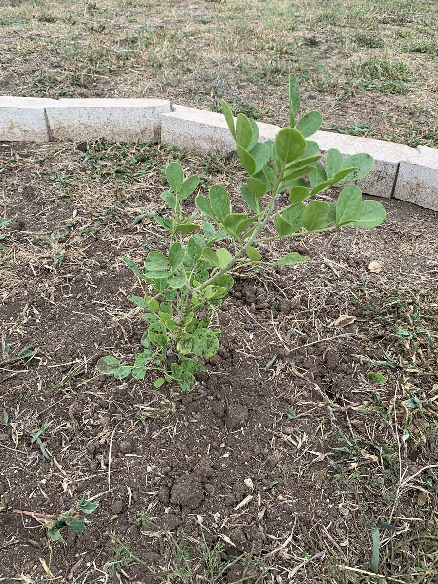 BoldtElemGarden's tweet photo. Students @NISDBoldt planted a #NativeTexas Mountain Laurel in the garden today for #TexasArborDay2022 ! #CANOPY #TexasArborDay @NISDElemEnviron @ReadWriteMrsJ @TXForestService @nature_tx @BexarBranches @NISD @TexasMasterNat @SollarsAmalia @arborday https://t.co/uKMlg5KfIg