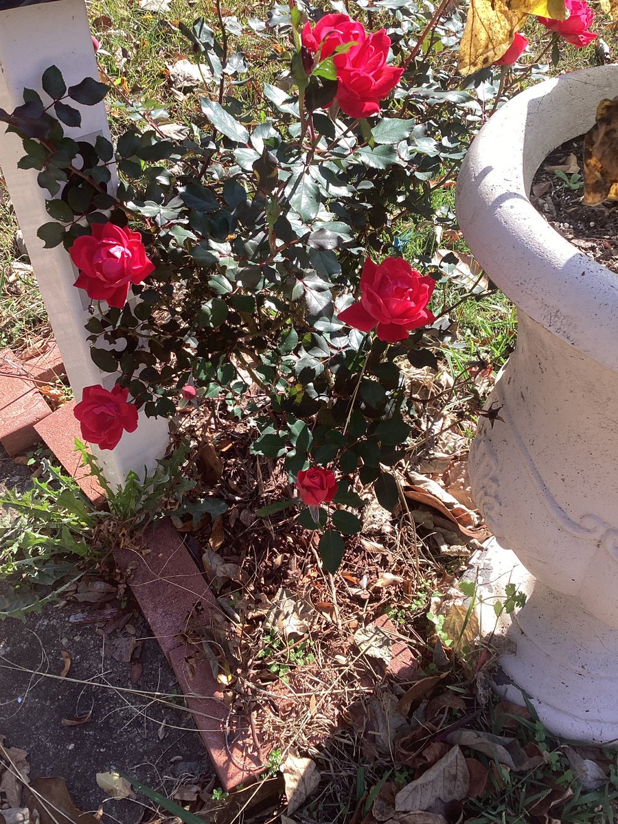 O4N2L0Y's tweet photo. My rose bush is highly confused…
#GaWeather https://t.co/cahjoluUdX