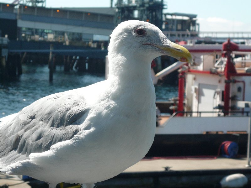 meghan9436's tweet photo. @RosemaryMosco In the past, I've found that bribing birds can convince them to pose nicely. Took these back during the #paxprime weekend in 2012. I can't believe this was a decade ago!
@vidStrickland https://t.co/QJyNNgRRGu