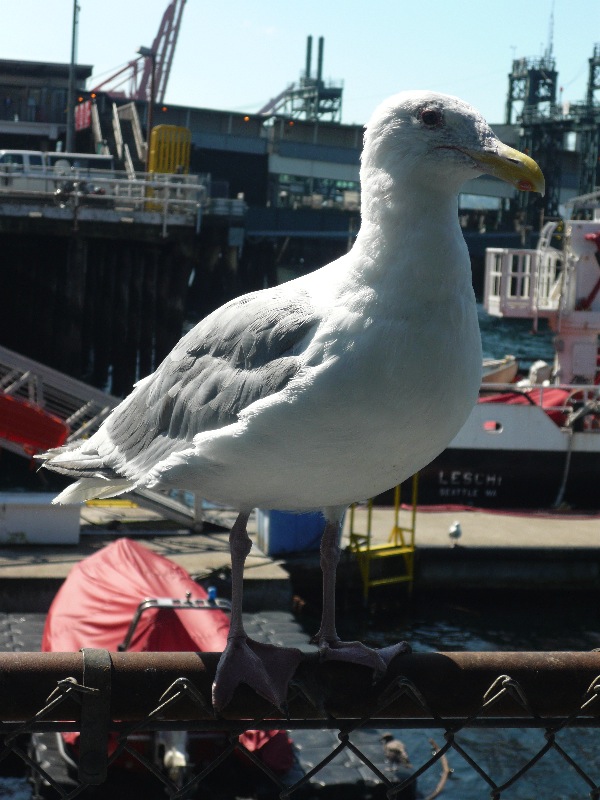 meghan9436's tweet photo. @RosemaryMosco In the past, I've found that bribing birds can convince them to pose nicely. Took these back during the #paxprime weekend in 2012. I can't believe this was a decade ago!
@vidStrickland https://t.co/QJyNNgRRGu