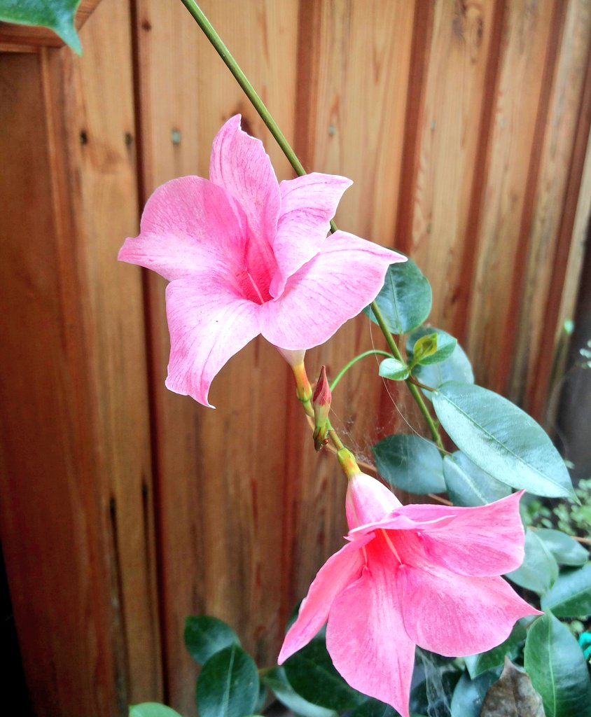 Beauty1inNature's tweet photo. Beautiful pink colour flowers #Flowers #plants #Nature #naturelovers #Beautiful #Pink #Greenleafs #Gardendesign #Gardenplants #Flowerlover #Flowerloversdaily https://t.co/wyS3OiZ6v6