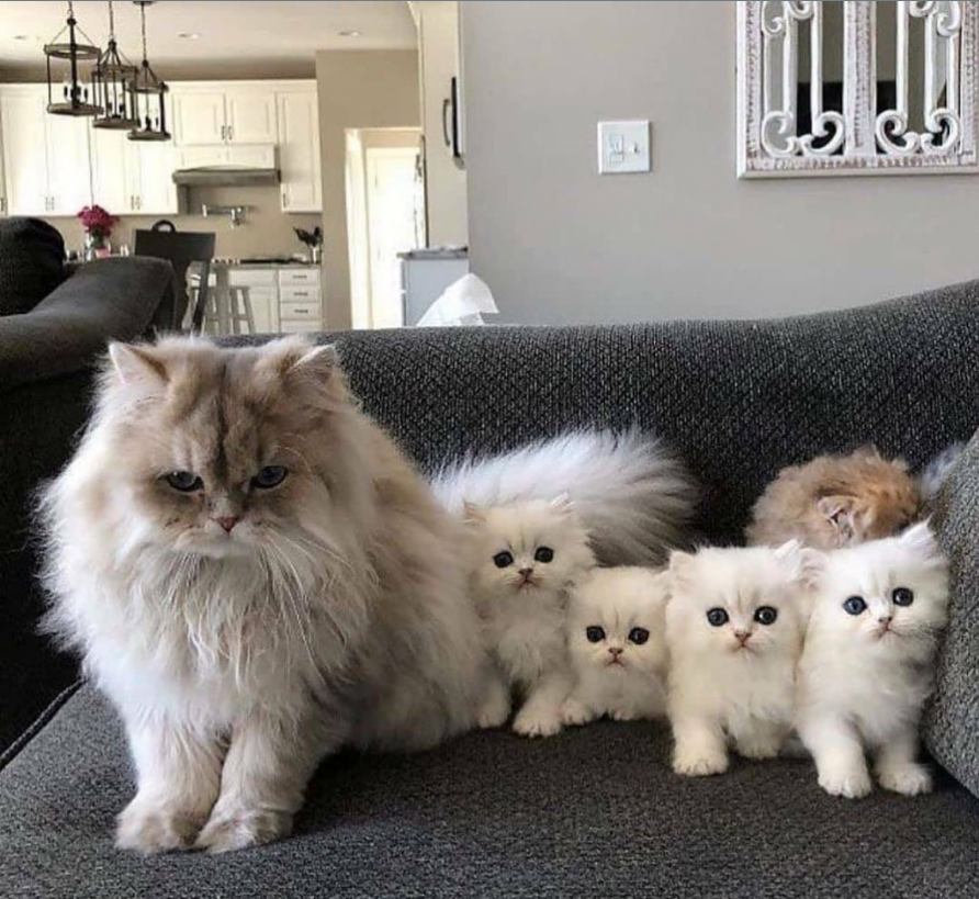 mükemmel bir aile fotosu