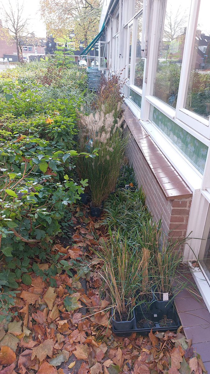 Jolanda Maas tweet media