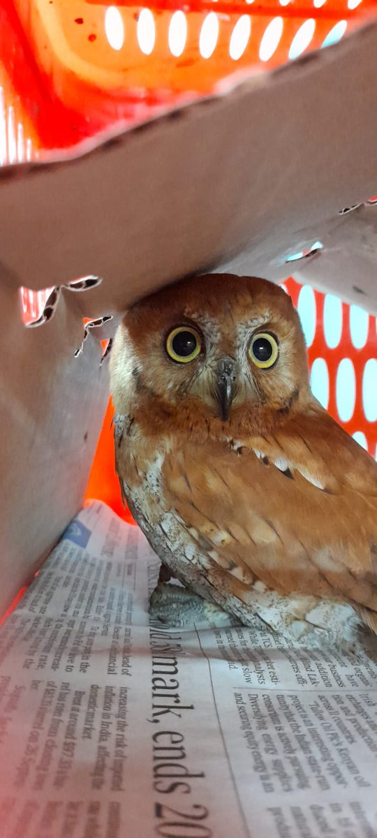 Wild_Rescue's tweet photo. 🦉 

#owl #AllThatBreathes #HBODocumentaries #BirdRescue #Wildlife #WildlifeRescue #FridayThoughts #WildlifeLovers #OwlRescue https://t.co/KCYeUCHnF3