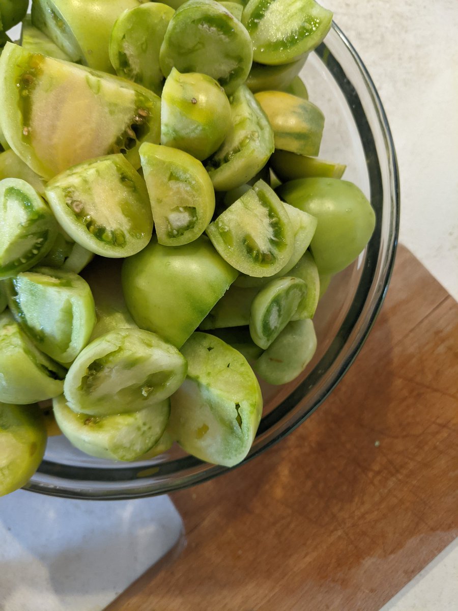 Harvesting those precious green tomatoes to make one of our family favorites: fermented green tomato salsa