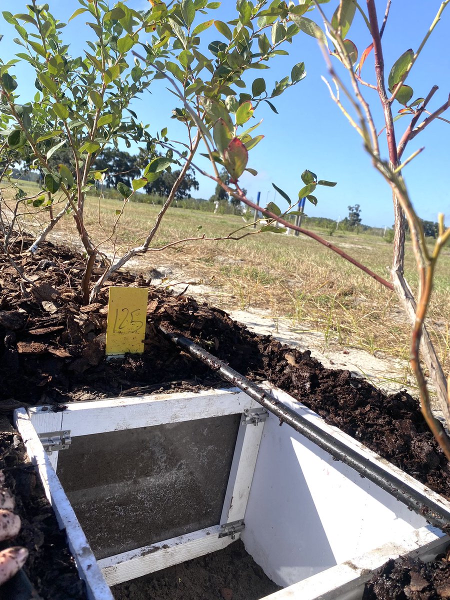 legoldsby's tweet photo. Excited to share the final prototype for our root observation window, which will be used to observe &amp; analyze blueberry roots right in the field! The removable acrylic window allows for sampling of roots without excising them from the plant. @GNunezUF https://t.co/oWHA6HYbRV