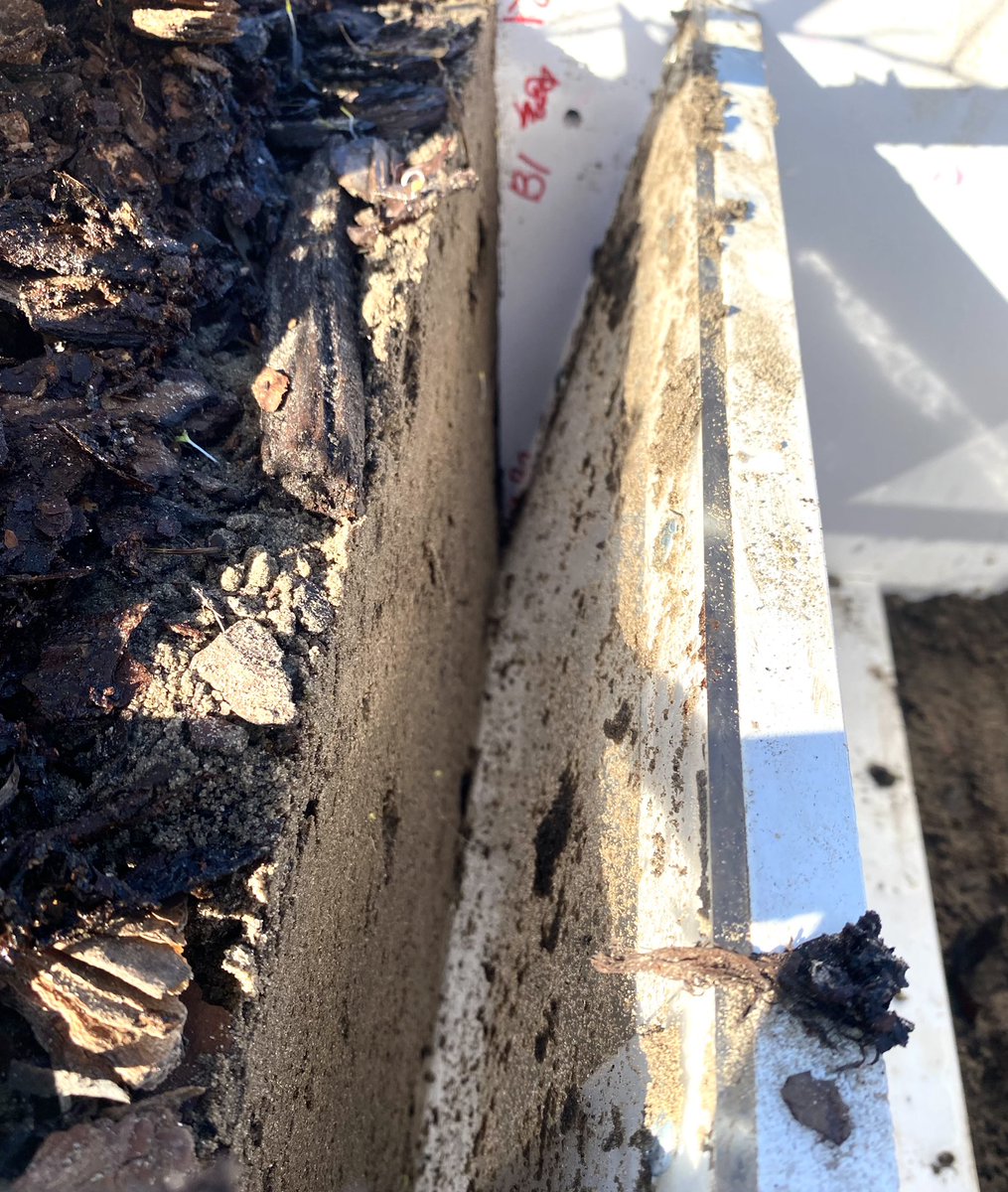 Lauren Goldsby (@legoldsby) on Twitter photo Excited to share the final prototype for our root observation window, which will be used to observe & analyze blueberry roots right in the field! The removable acrylic window allows for sampling of roots without excising them from the plant. <a href="/GNunezUF/">Gerardo Nunez</a> Excited to share the final prototype for our root observation window, which will be used to observe & analyze blueberry roots right in the field! The removable acrylic window allows for sampling of roots without excising them from the plant. <a href="/GNunezUF/">Gerardo Nunez</a>