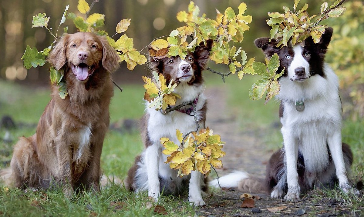 ruben_corella's tweet photo. #cutepets #cutedogs #cutepet #dogsoftwitter #DogsOnTwitter #dogs_Lovers #doglover #dogslover #doglovers #petlover #petlife #country #fearless #tres #three #rurallife #flowerpower #belleza #funday #finework https://t.co/RCIHKDQTke