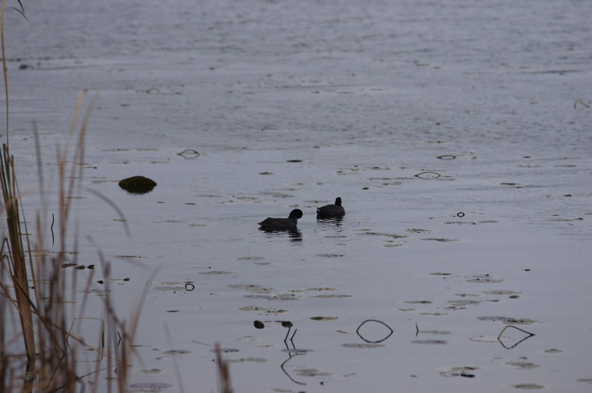Nuthatches, Downys, Coots, and Cedar waxwings at Phalen Regional Park in Saint Paul this morning!