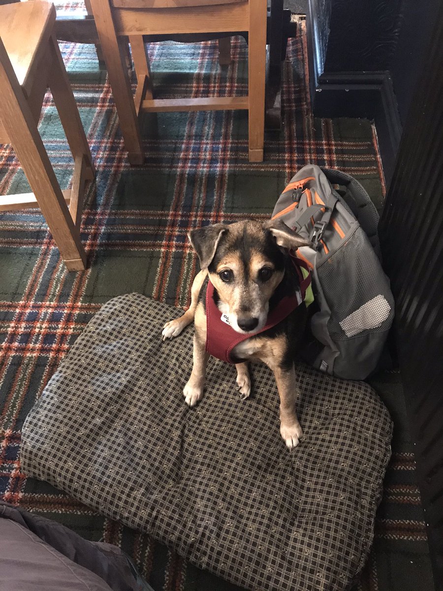 navynotnuclear's tweet photo. Finally I got up and mum &amp; her friend Nic took me out for a doggy 🐾 slap up 🥘 at @LochSlanj it was yum, sorry I spat my veggies on your carpet, but I don’t like veggies. Doggos 🐶 out there get yr humans to take you! #DogsOnTwitter #dogsoftwitter #doglunch #SlanjLochLomond 🏴󠁧󠁢󠁳󠁣󠁴󠁿 https://t.co/L8hS8YslBc
