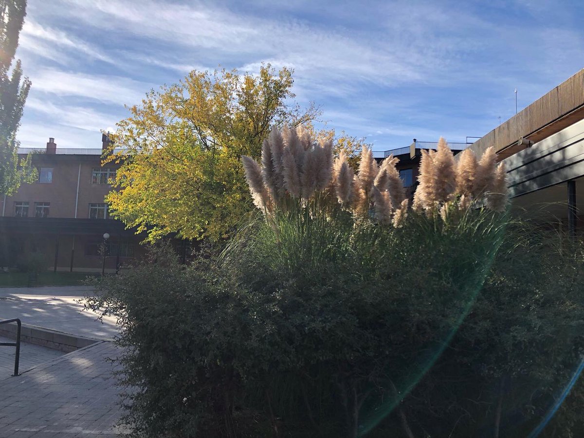 El cole se está vistiendo de otoño #CpMirasierraMadrid #EscuelaPública #FuencarralElPardo #bilingualschool