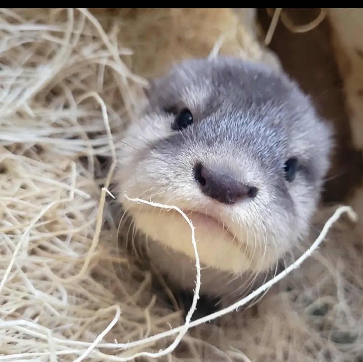 You know what’s not? Liking otters.